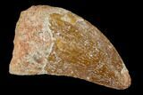 Bargain, 1.19" Carcharodontosaurus Tooth - Real Dinosaur Tooth - #131256-1